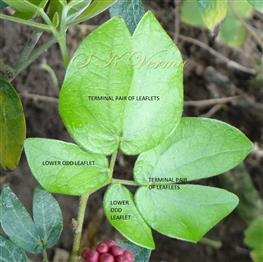  Leaf